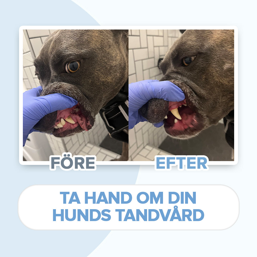 Tandborste för Hund